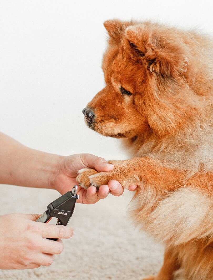 pet-grooming-05