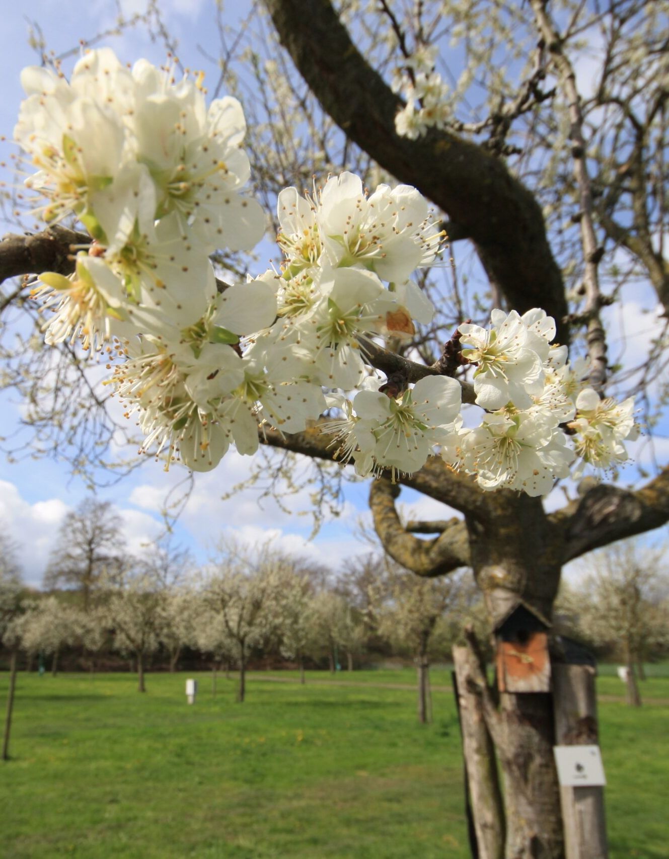 camping-hoeve-de-ploeg-2023-lente